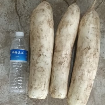 加工厂白萝卜通货