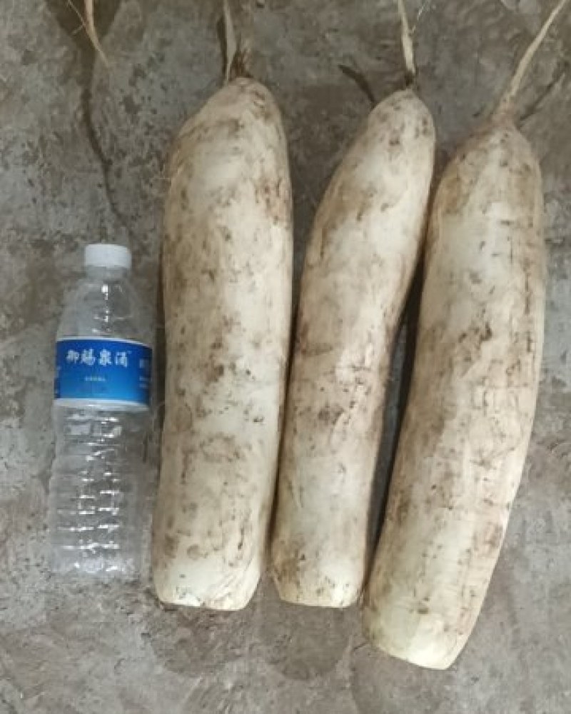加工厂白萝卜通货