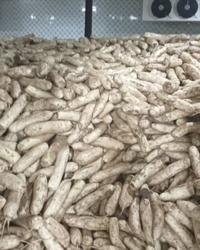 加工厂白萝卜通货
