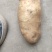 麦肯一号土豆