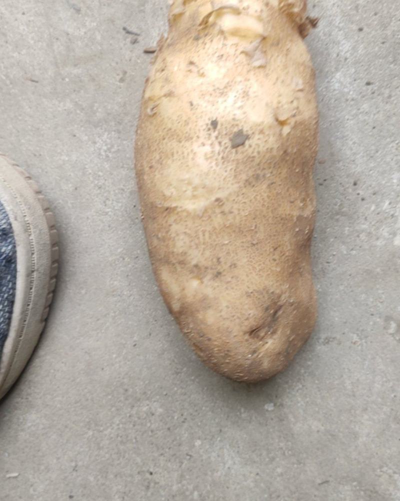 麦肯一号土豆