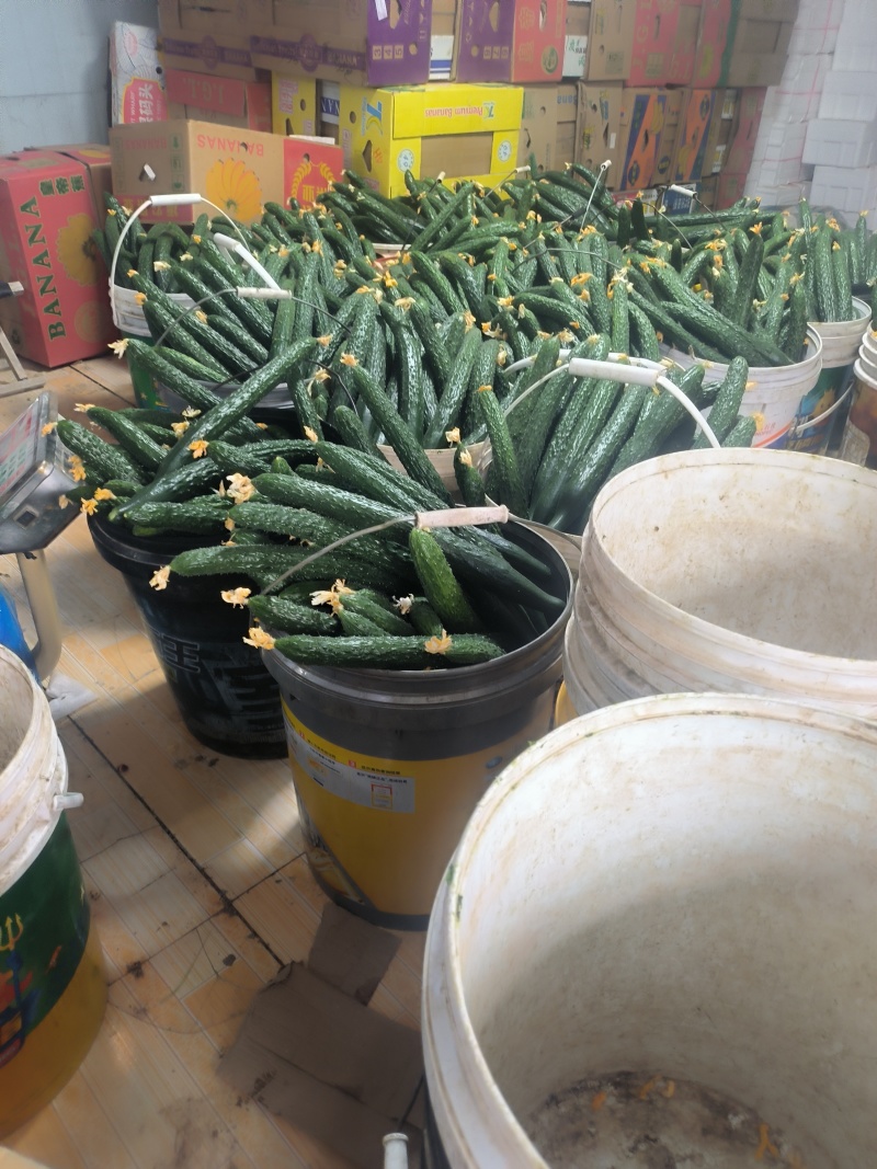 井水植直播，不沾花清茬黄瓜