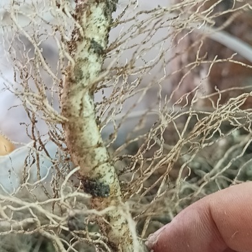 玉竹