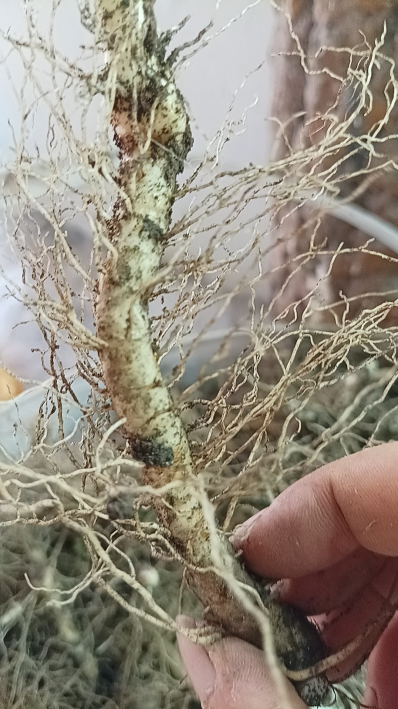 玉竹