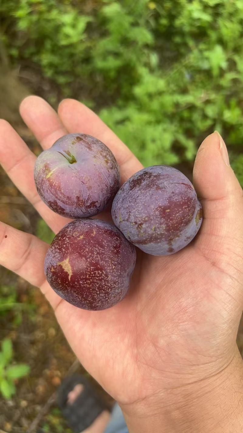 5月脆，李子，大量上市，可以做一件代发