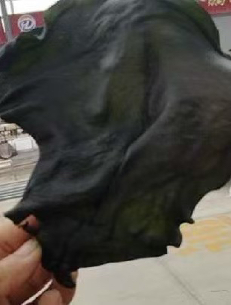 烘干海带头干货厚肉海带头海带片海带根海带火锅凉拌煲汤淡干
