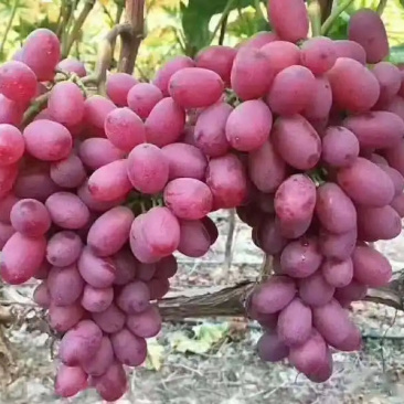 新疆吐鲁番新玉葡萄
