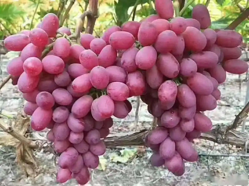 新疆吐鲁番新玉葡萄