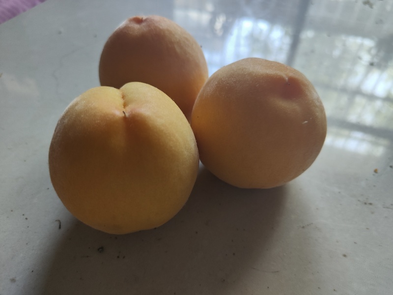 黄桃
