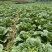 威宁大白菜大量上市4-5斤