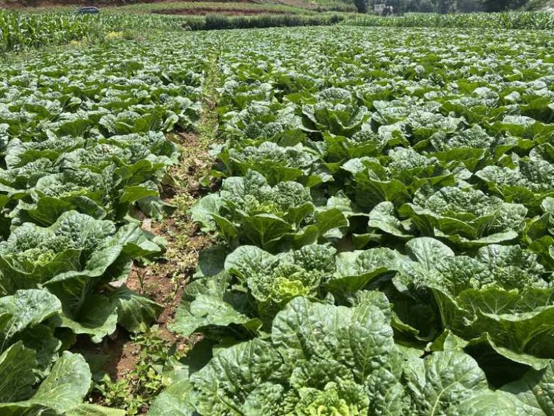 威宁大白菜大量上市4-5斤