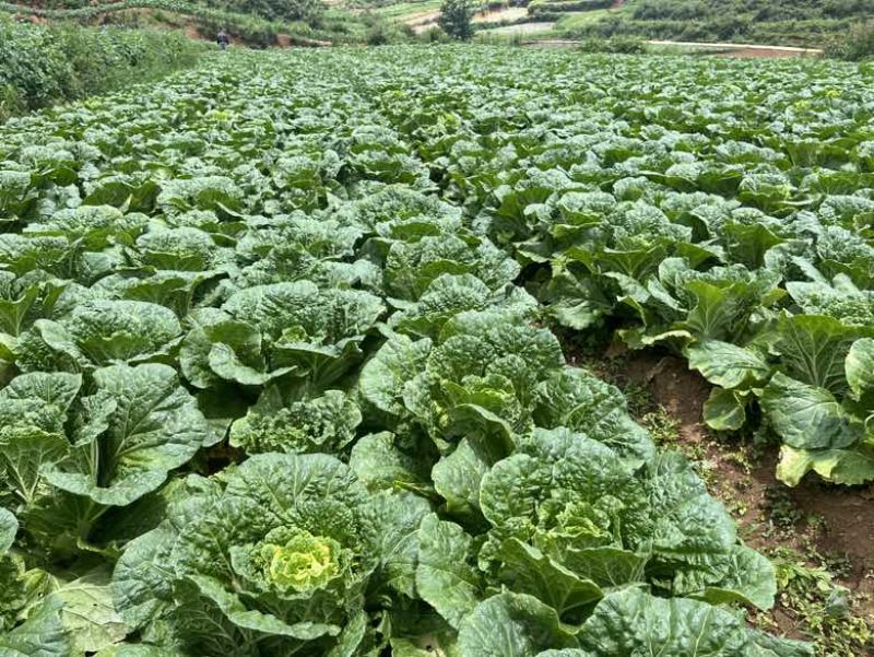 威宁大白菜大量上市4-5斤