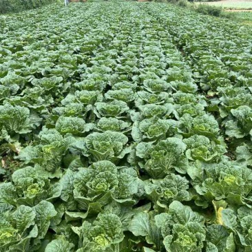 威宁大白菜大量上市4-5斤