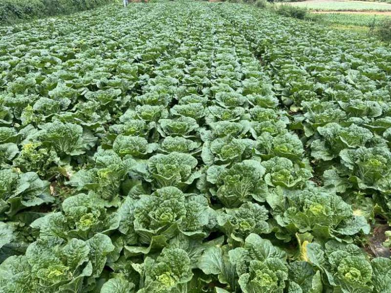 威宁大白菜大量上市4-5斤