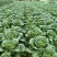 威宁大白菜大量上市4-5斤