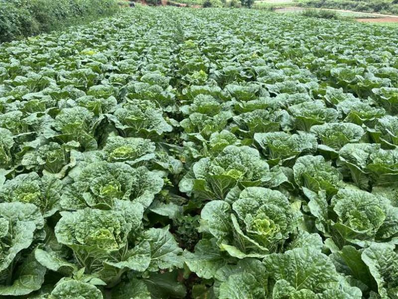 威宁大白菜大量上市4-5斤