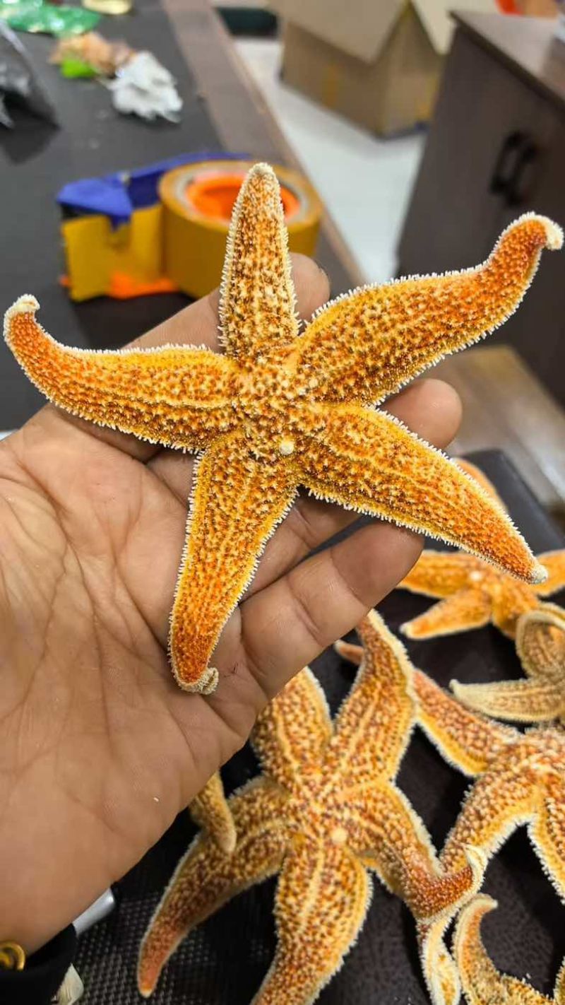 .《精品》海星，海五星海盘车海星干货正品煲汤泡酒批发直供