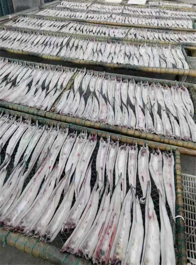 海鳗鱼干淡干鳗鱼干盐干鳗鱼干八成干度鳗鱼干，一手货源晒场直供