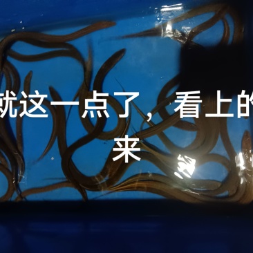 慈溪，余姚，本地野生黄鳝