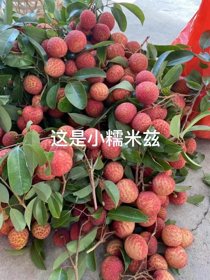 黑叶荔枝、桂味荔枝、糯米糍荔枝