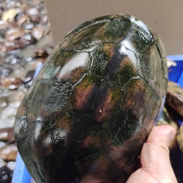 石金钱龟大量现货供应
