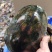 石金钱龟大量现货供应