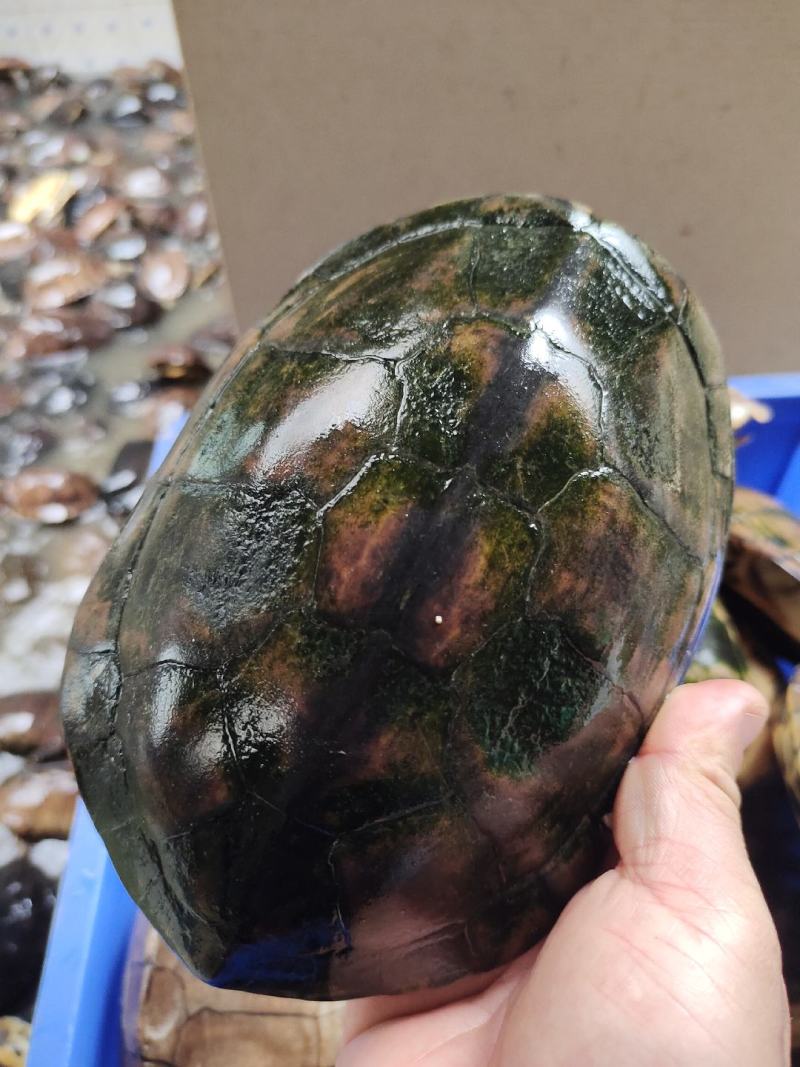 石金钱龟大量现货供应