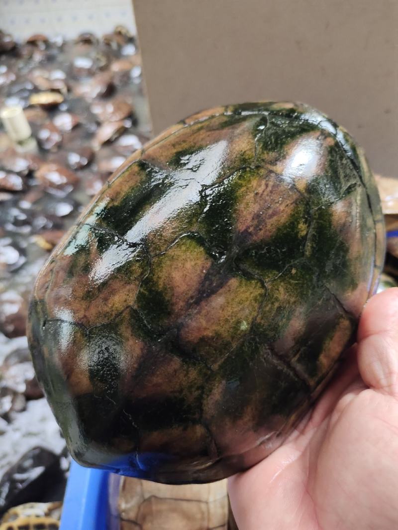 石金钱龟大量现货供应