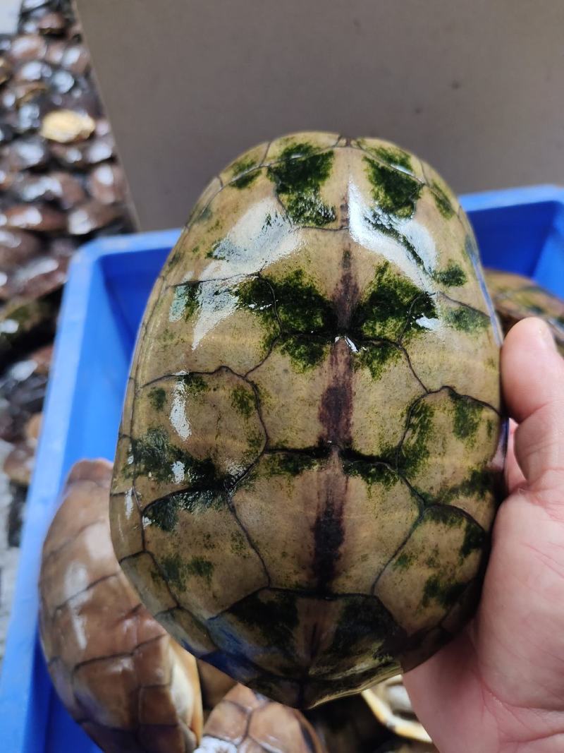 石金钱龟大量现货供应