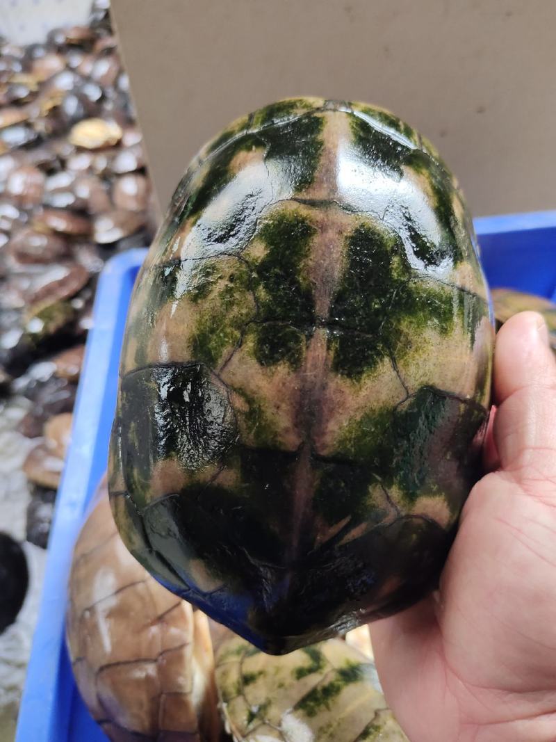 石金钱龟大量现货供应