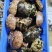 石金钱龟大量现货供应