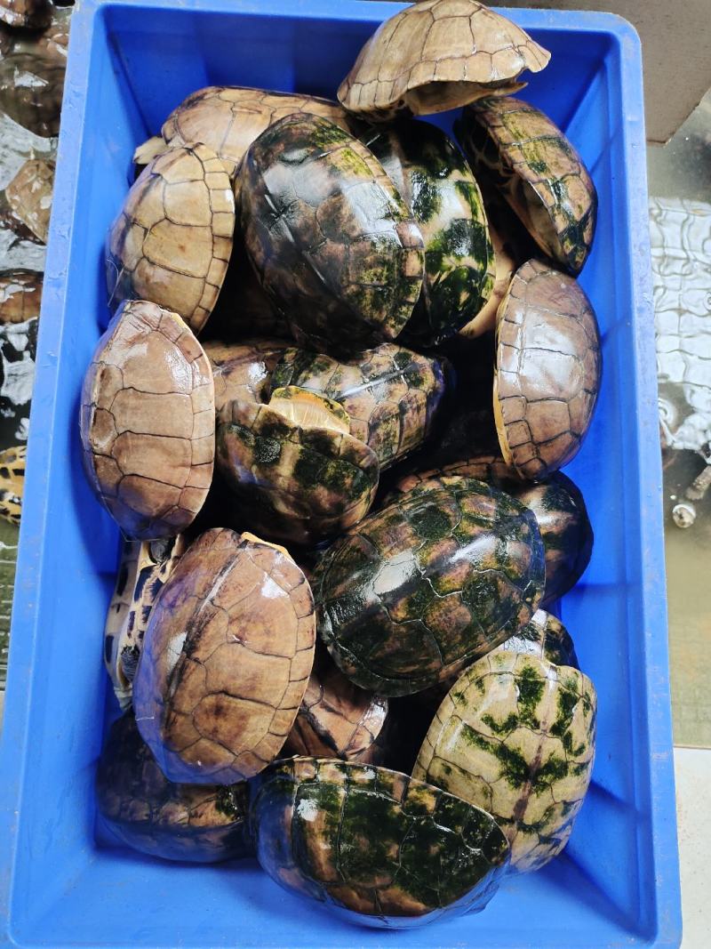 石金钱龟大量现货供应