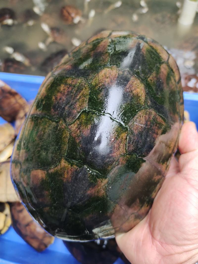 石金钱龟大量现货供应