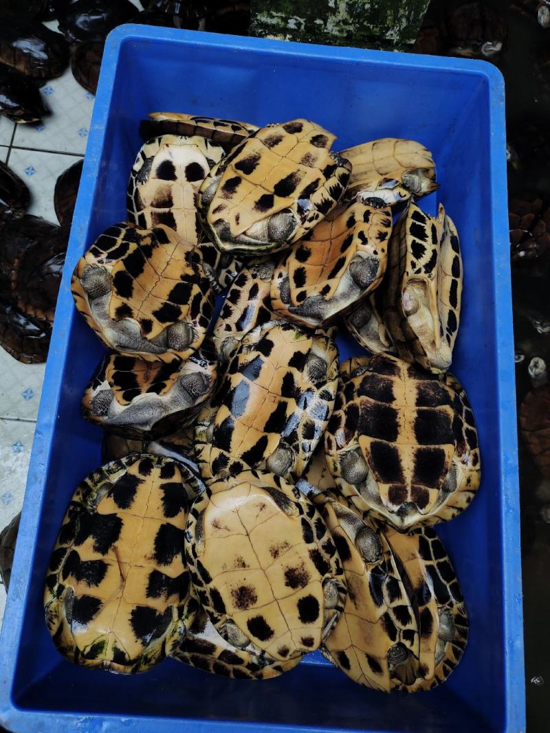 石金钱龟大量现货供应