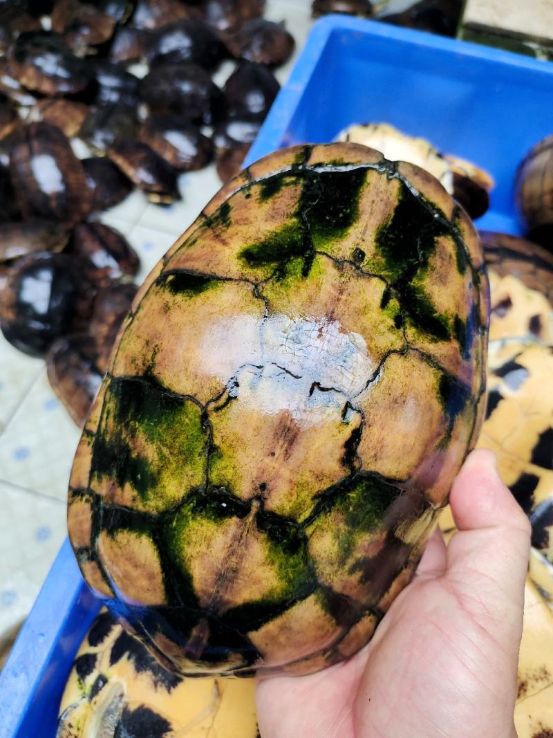 石金钱龟大量现货供应