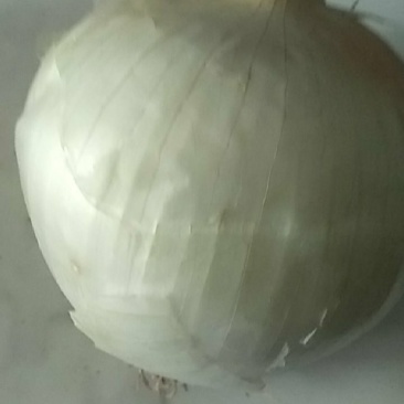 河南洋葱