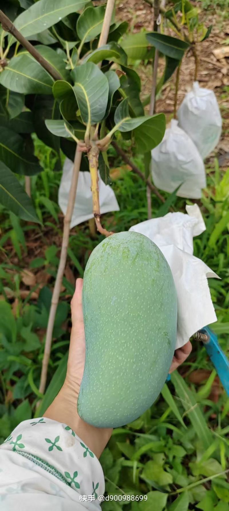 低价出售云南大青芒和贵妃芒
