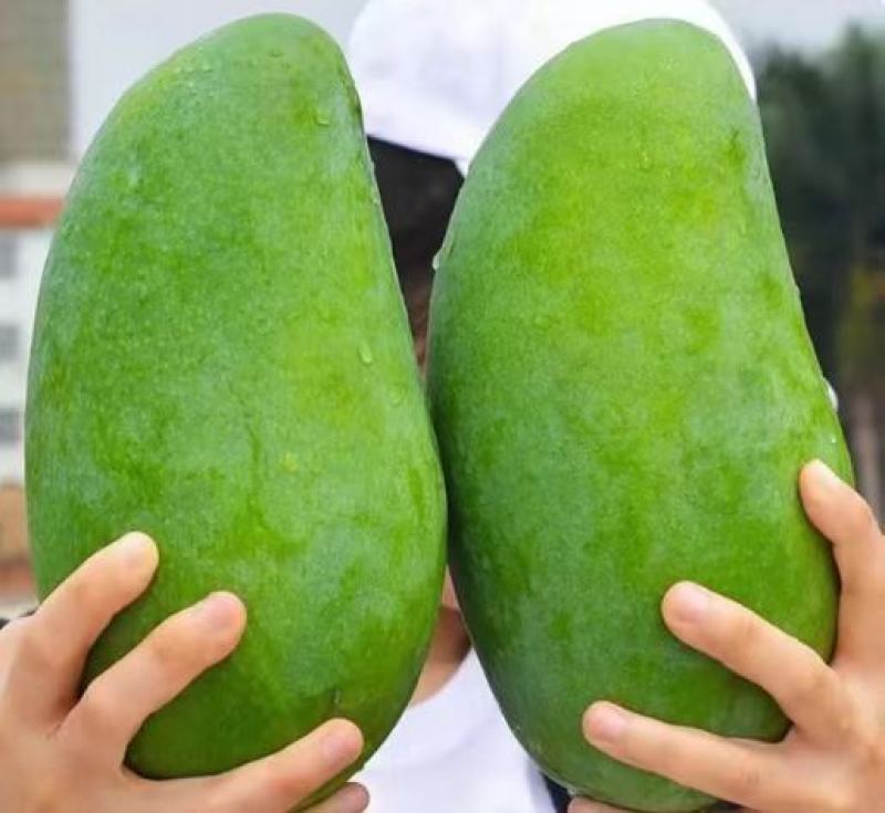 低价出售云南大青芒和贵妃芒