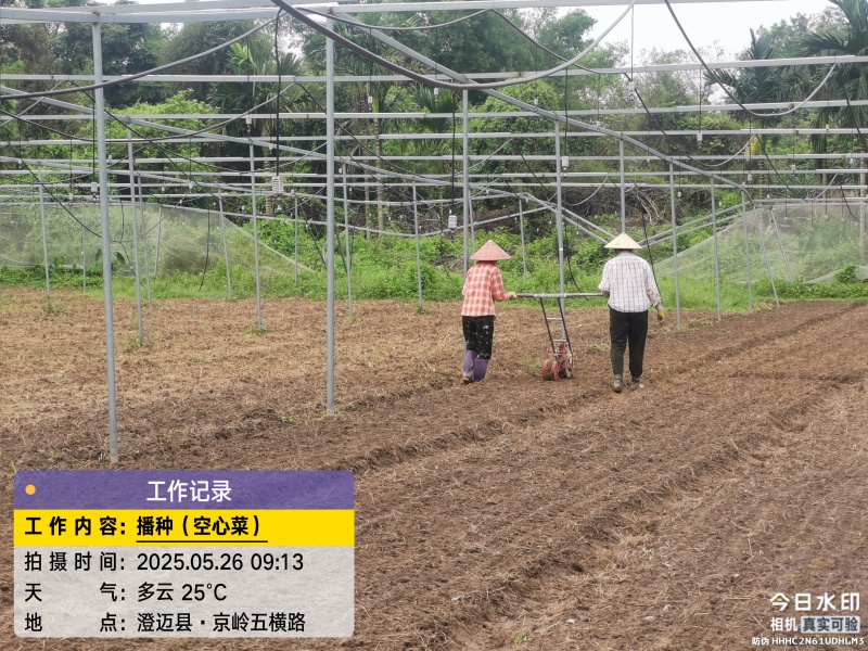 空心菜
