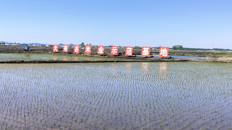 五常大米