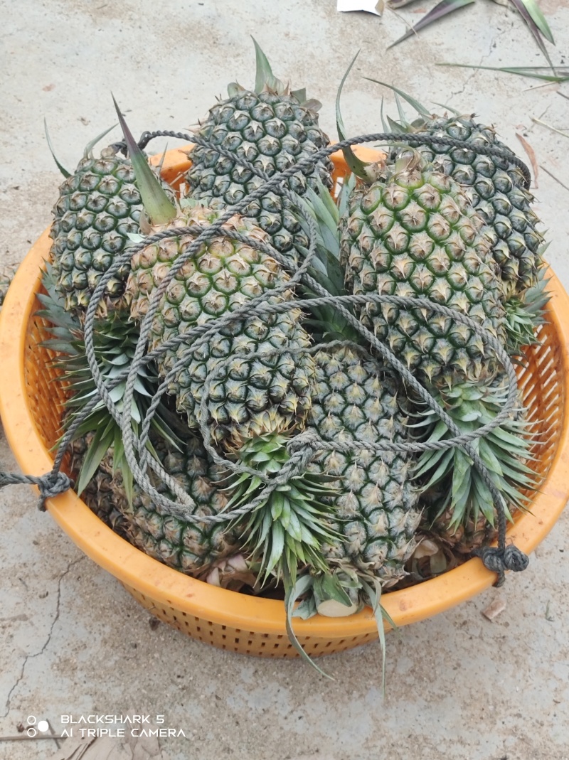 海南金砖凤梨