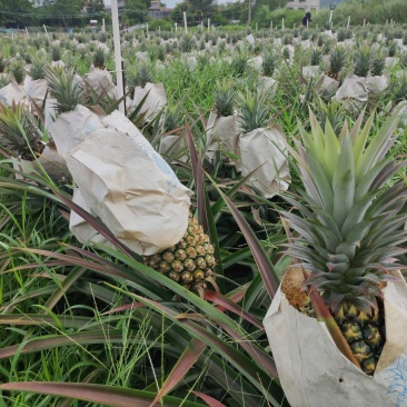 海南金砖凤梨