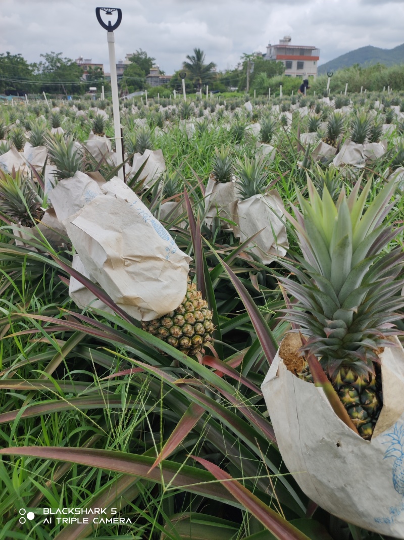 海南金砖凤梨