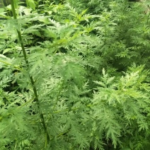新鲜青蒿个大