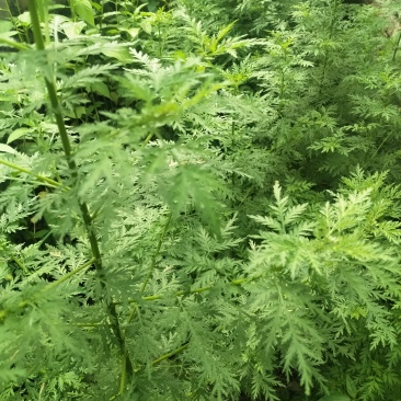 新鲜青蒿个大