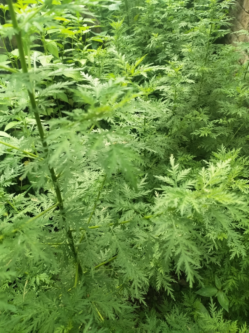 新鲜青蒿个大