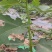 无花果苗