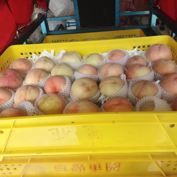 常州洛阳自家种水蜜挑