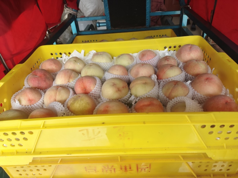 常州洛阳自家种水蜜挑