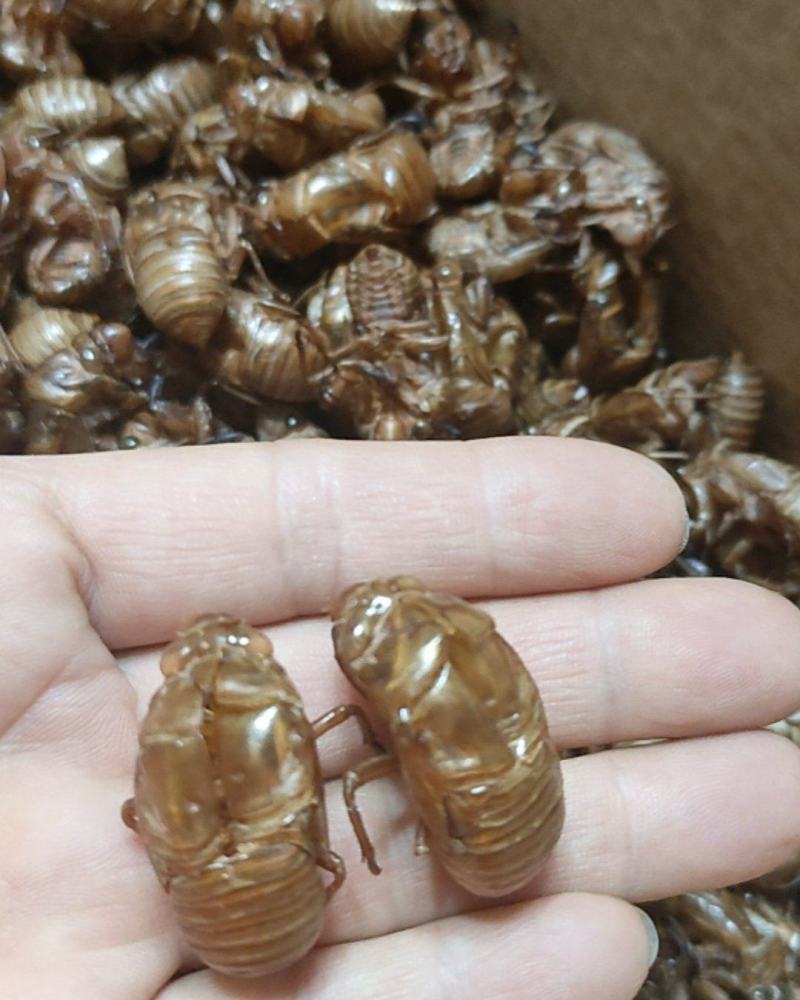野生蝉蜕